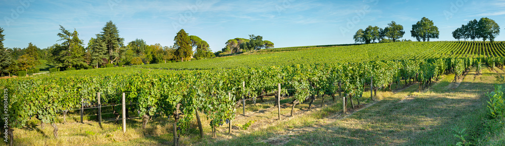 Paysage viticole en région de Bordeaux