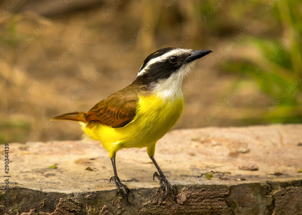 Obraz premium Great Kiskadee
