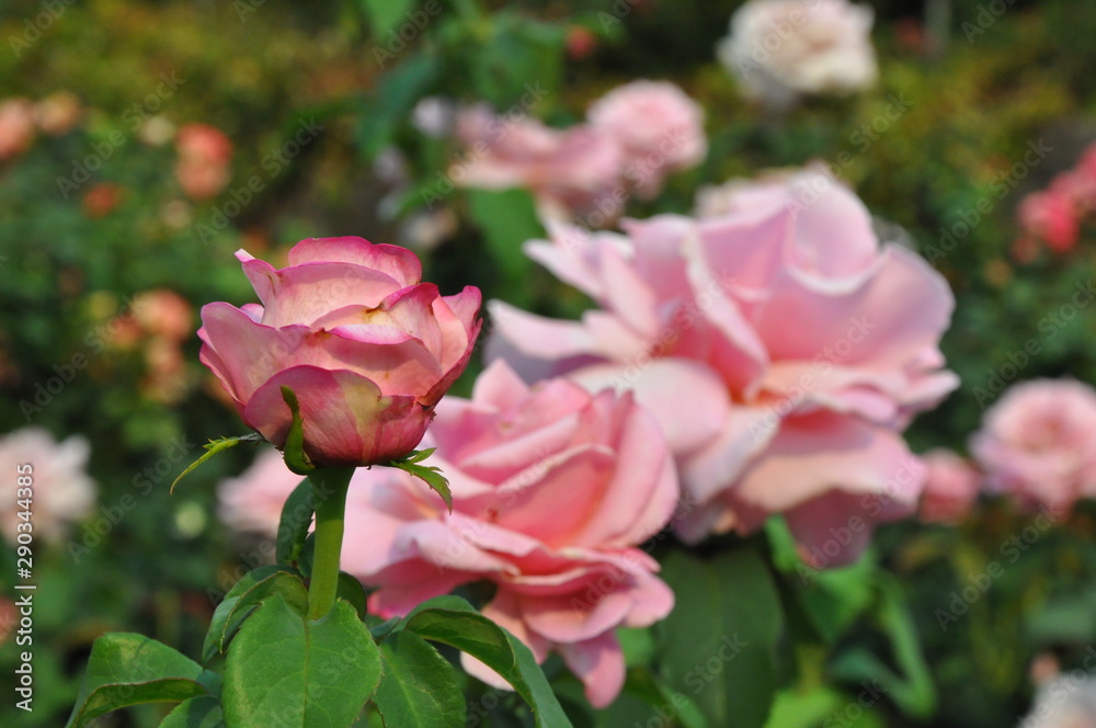 Pink Rose and Roses Pink Rose and Roses