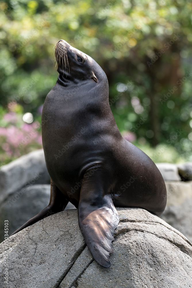 Fototapeta premium Foca