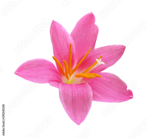 Beautiful pink flower isolated on a white background