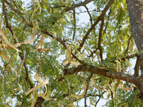 Honey locust (Gleditsia triacanthos) with flat pods in late spring