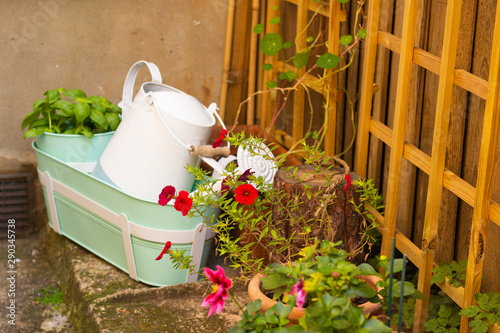 Garden Corner: Red Flowers, Pots, Green Basil Herb, Watering Can, Wooden Log and Plant Support near to Fence. Concept: Gardening. photo