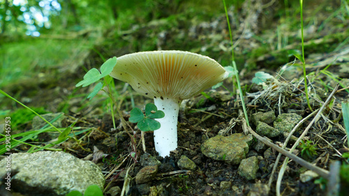 White mushroom in the forest floor