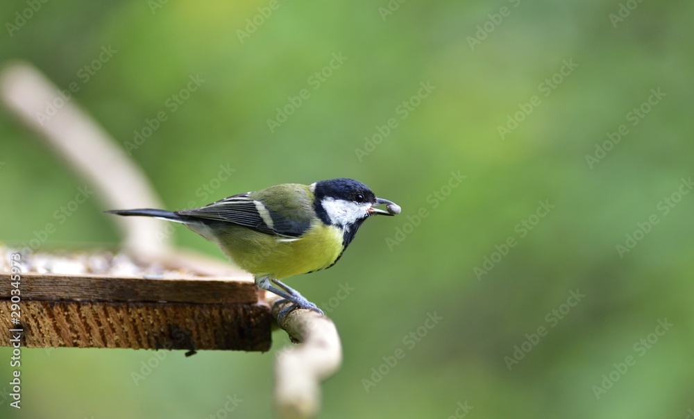 Naklejka premium Great tit eats sunflower seed on a tree branch