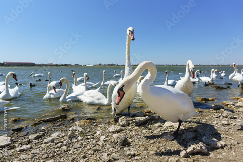 Many waterfowl: coot, or lyska (lat. Fulica atra), the mute Swan (lat. Cygnus olor) and silver gull (lat. Larus argentatus) on lake Sasyk-Sivash in Crimea. Two swans stand on the shore photo