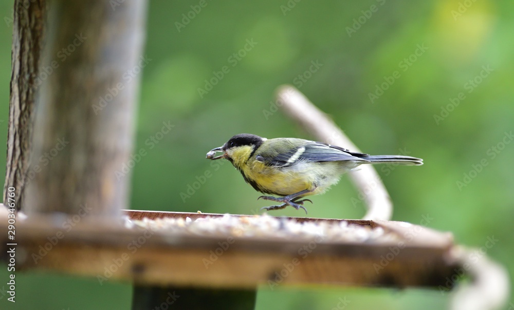 Fototapeta premium Great tit eats sunflower seed on a tree branch