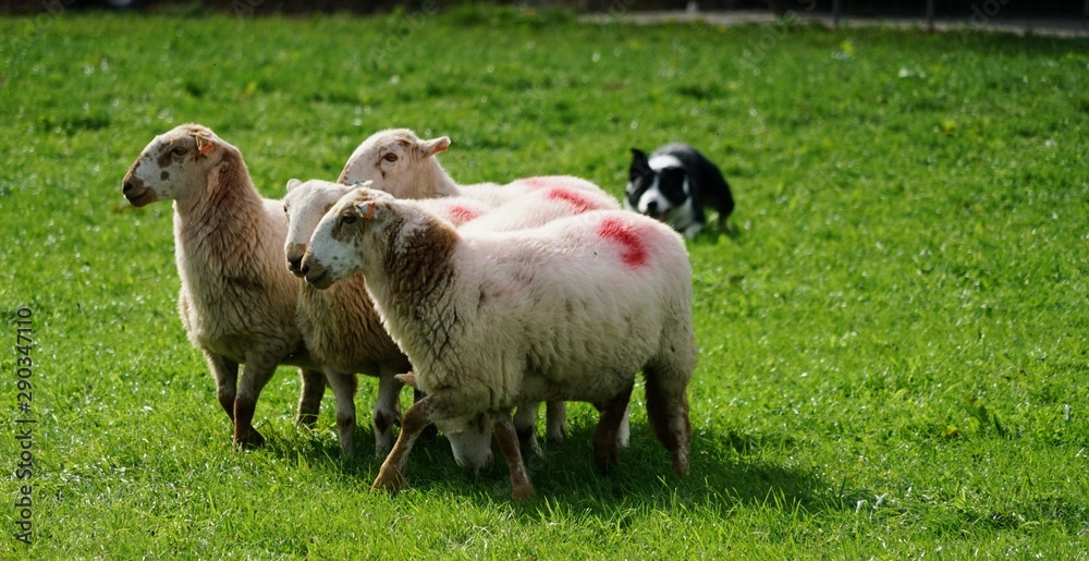 Fototapeta premium Border Collie Herding Sheep in a Field - Sheepdog Competition