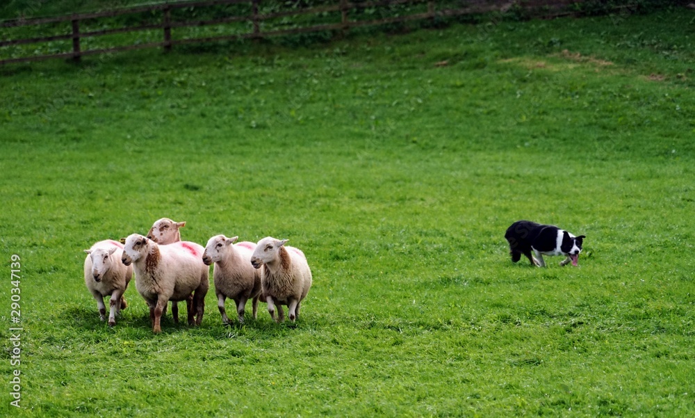 Obraz premium Border Collie Herding Sheep in a Field - Sheepdog Competition