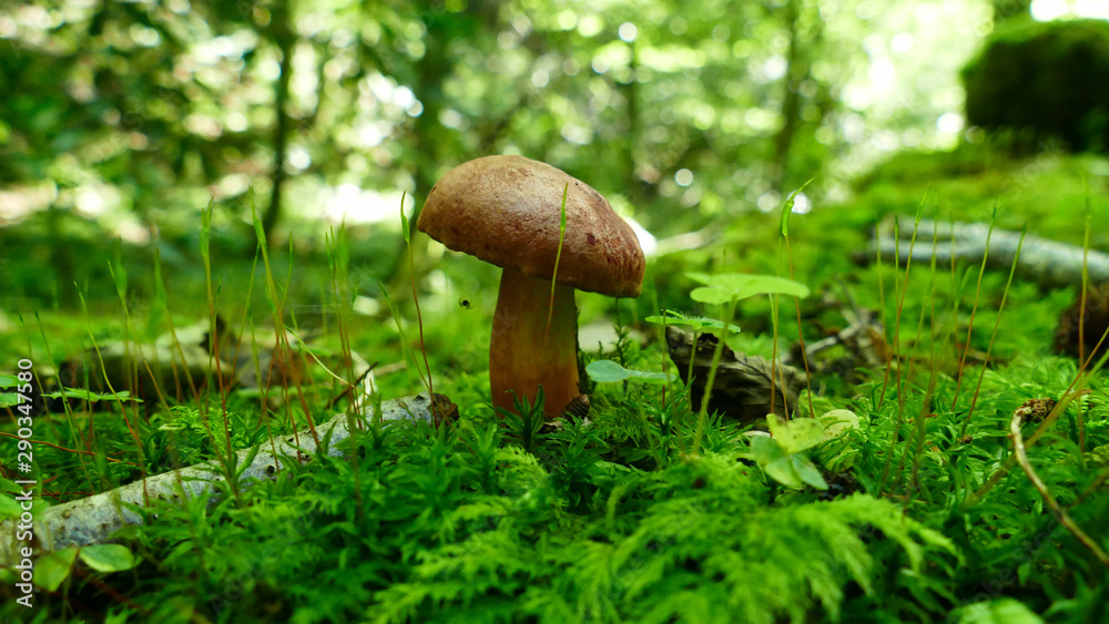 Brown mushroom in the moss of the forest Brown mushroom in the moss of the forest