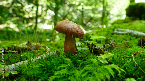 Brown mushroom in the moss of the forest