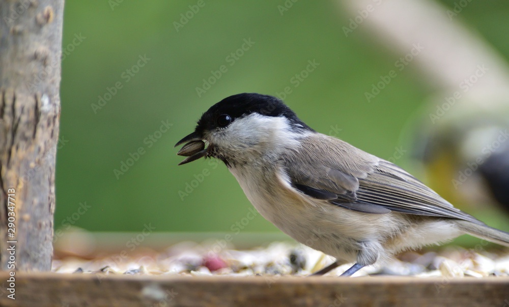 Close up of willow tit with sunflower in the beak in garden Close up of willow tit with sunflower in the beak in garden