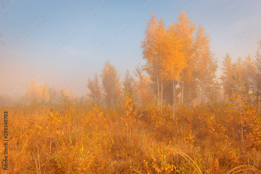 Fototapeta premium Beautiful autumn misty morning landscape. Yellow trees and high grass at scenic meadow.