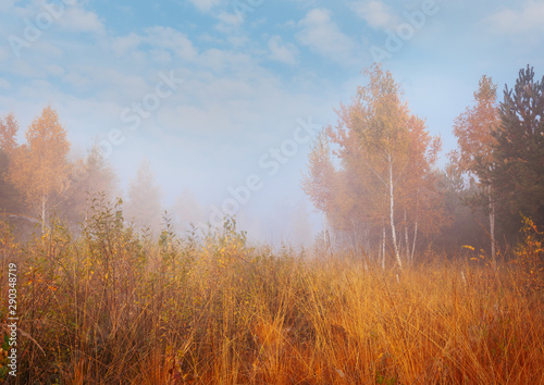 Beautiful autumn misty morning landscape. Yellow trees and high grass at scenic meadow.