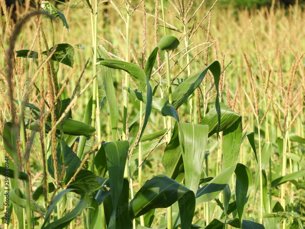 Fototapeta premium corn on the field