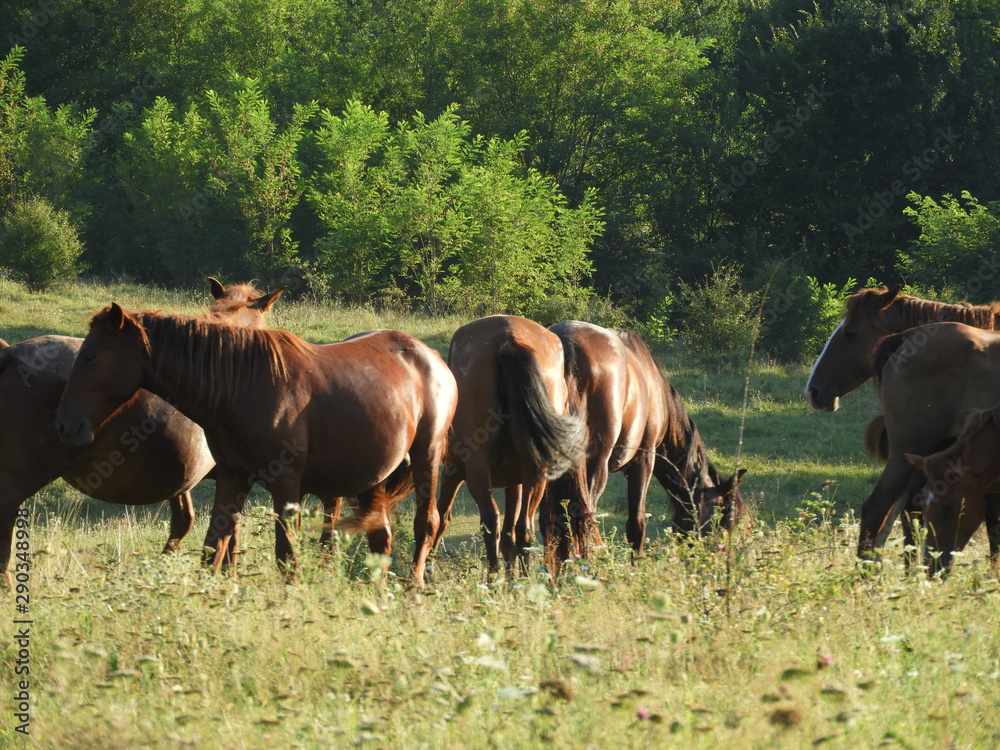 herd of horses grazing in a field herd of horses grazing in a field