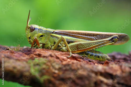 Photos Large marsh grasshopper (Stethophyma grossum), close-up