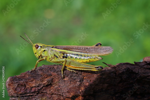 Canvas-taulu Large marsh grasshopper (Stethophyma grossum), close-up