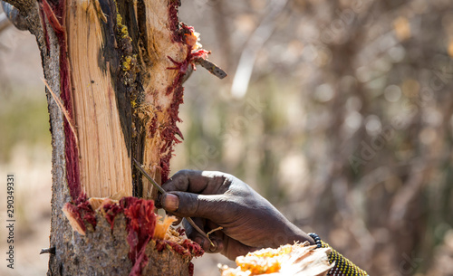 hand of hadzabe man picking honey out of a tree photo