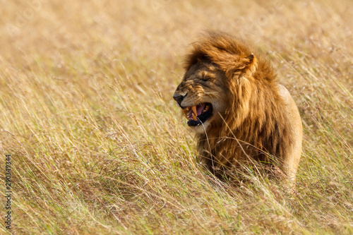 Lion, Africa, Masai Mara, Kenya,