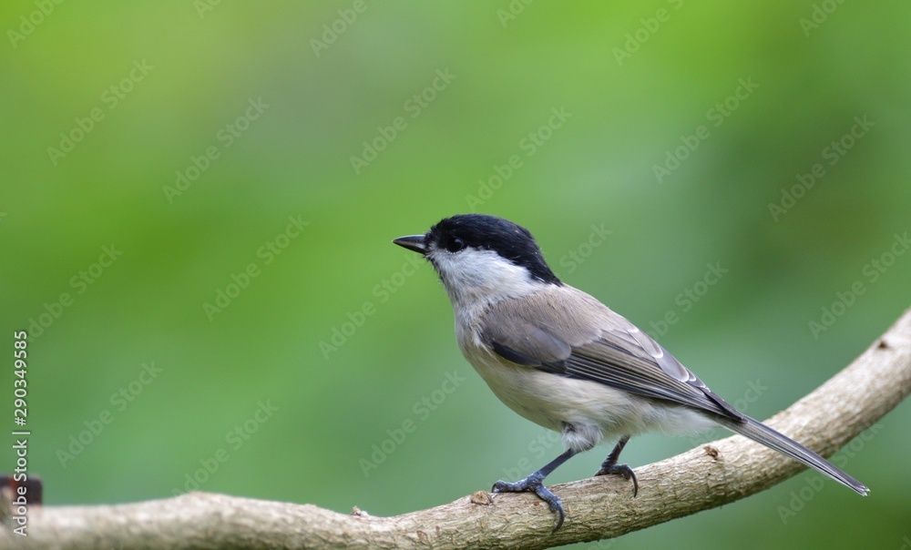 Fototapeta premium Close up of willow tit with sunflower in the beak in garden