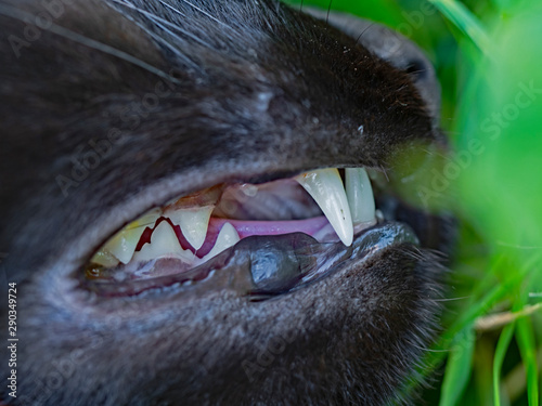 House cat teeth, Zähne einer Hauskatze photo