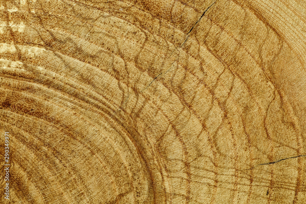 Fototapeta premium Stump of oak tree felled - section of the trunk with annual rings. Slice wood.Wooden background.Macro wood cross section.