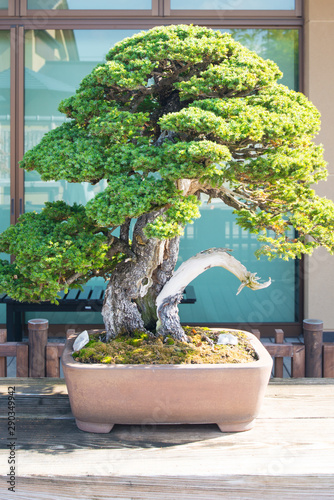 Japanese bonsai tree in Omiya bonsai village at Saitama, Japan