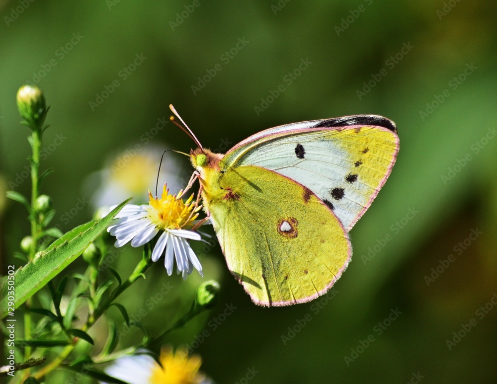 Goldene Acht (Colias hyale), weibchen Goldene Acht (Colias hyale), weibchen