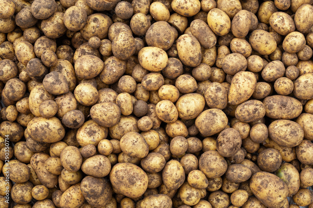 Harvested and dirty potatoes. Food background. Harvested and dirty potatoes. Food background.