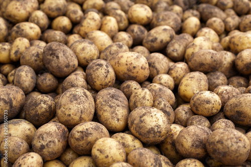 Harvested and dirty potatoes. Food background.