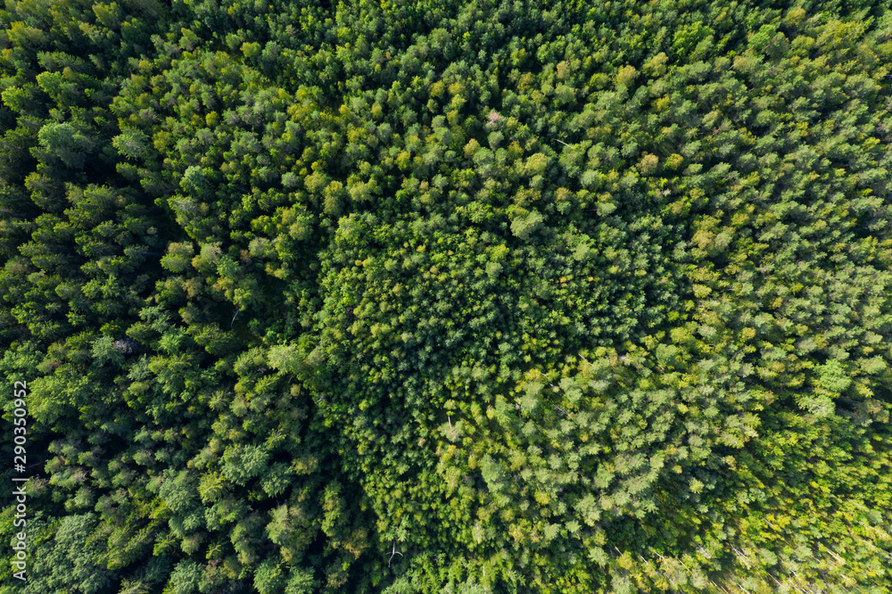 Aerial view from drone on green summer forest