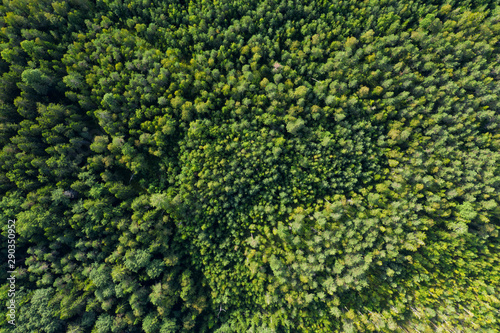 Aerial view from drone on green summer forest