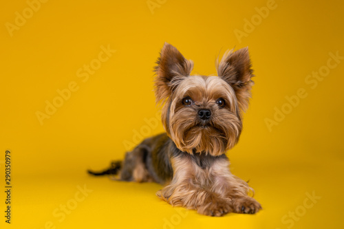 Fototapeta Yorkshire Terrier dog on a yellow background...