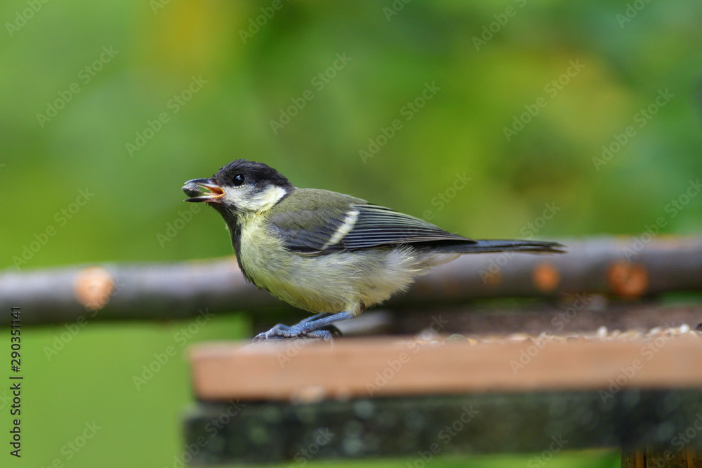 Obraz premium Great tit eats sunflower seed on a tree branch