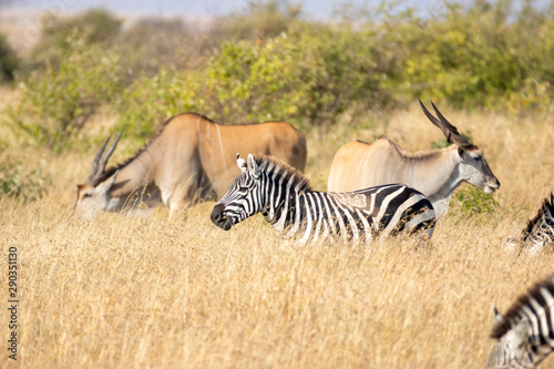 Fototapeta Naklejka Na Ścianę i Meble -  Zebra in the Masai Mara - Africa, Kenya