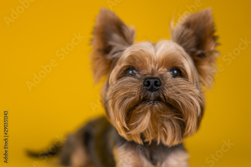Yorkshire Terrier dog on a yellow background...