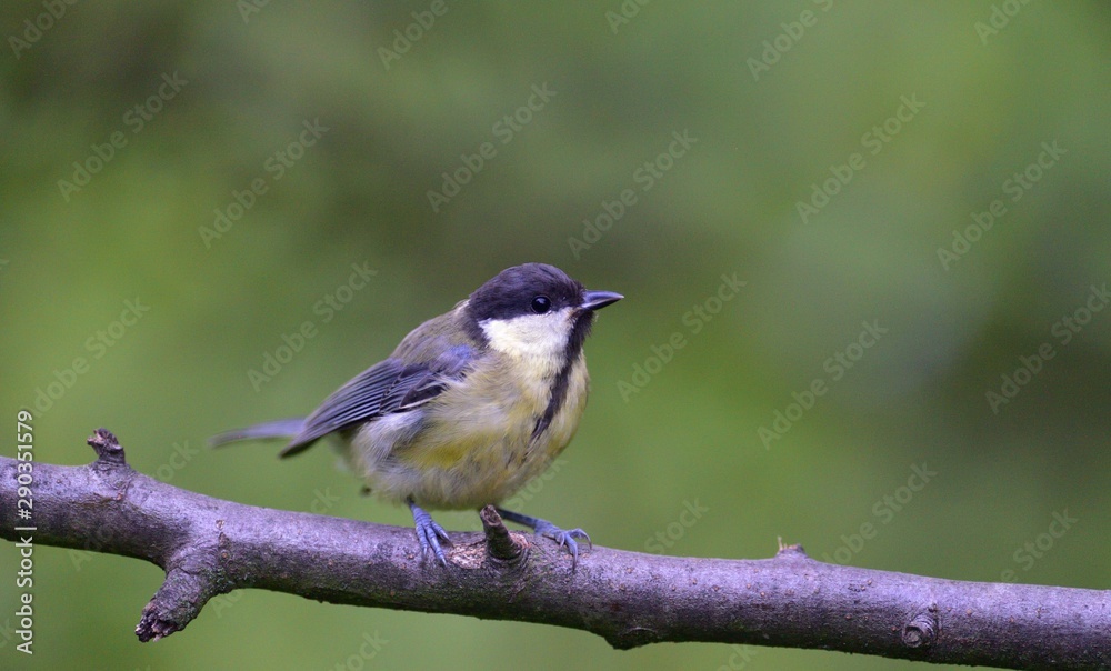 Naklejka premium Great tit eats sunflower seed on a tree branch