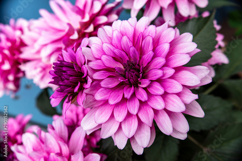 Pink dahlia flowers  detail shot with consistent sharpness