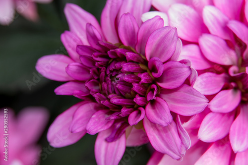 Pink dahlia flowers, detail shot with consistent sharpness