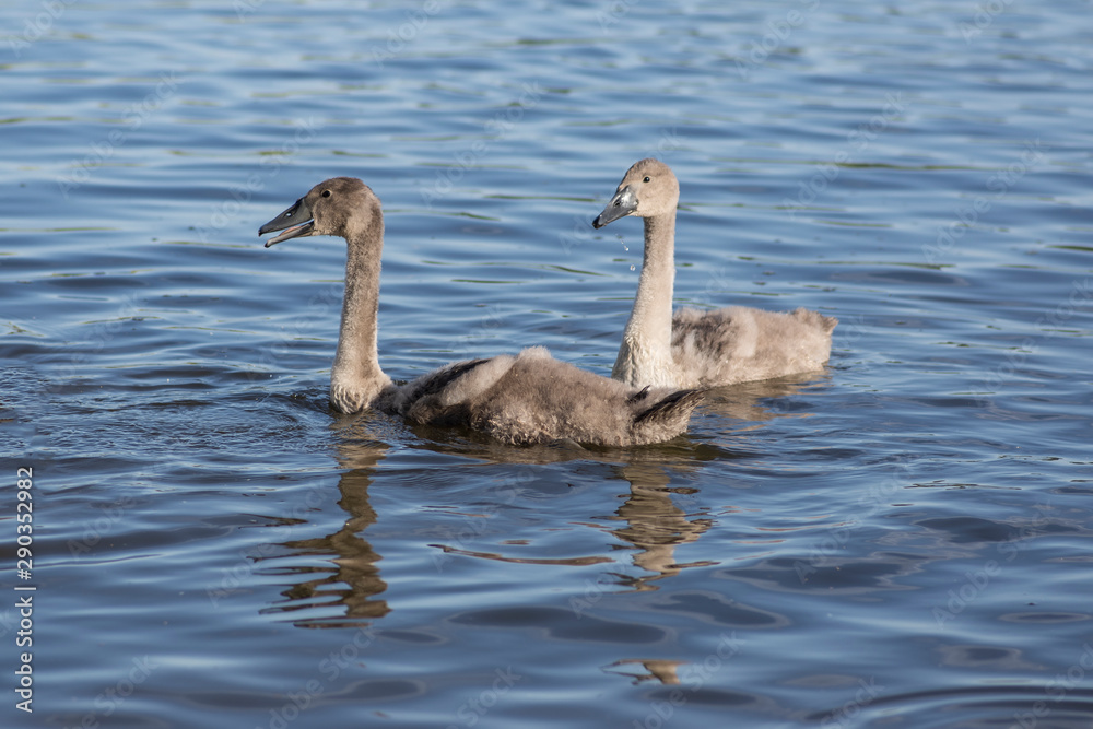 Group of swans on blue lake, largest waterfowl family, white adult, gray little swan animals Group of swans on blue lake, largest waterfowl family, white adult, gray little swan animals