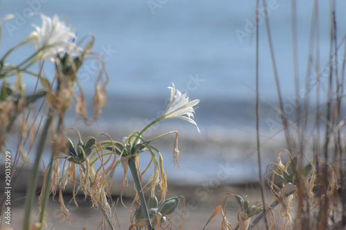 Sea daffodil  sea flower  close up