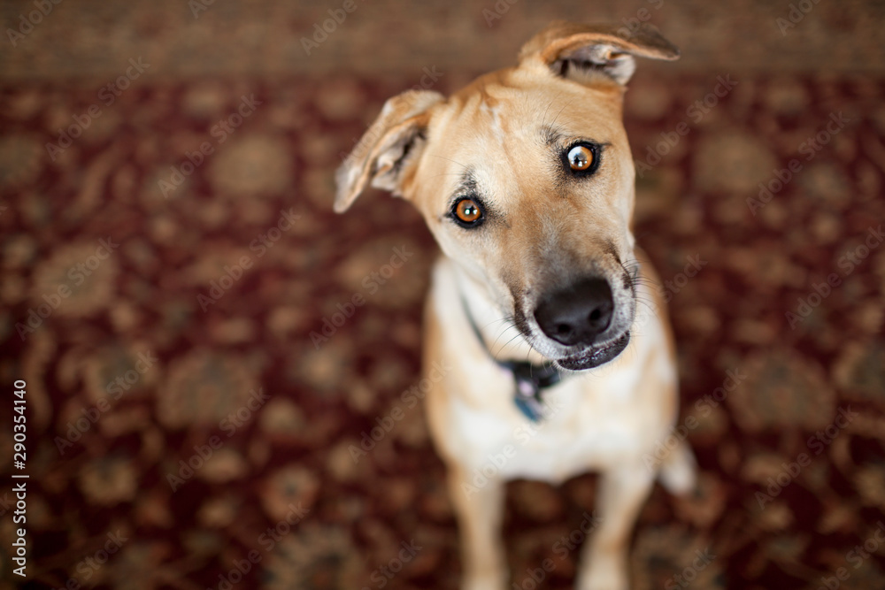 Mixed breed dog looking up at camera Mixed breed dog looking up at camera