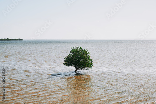 Mangrove photo