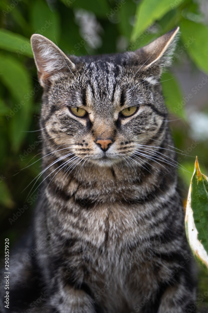 portrait of a photogenic gray striped cat on a background of rich green grass