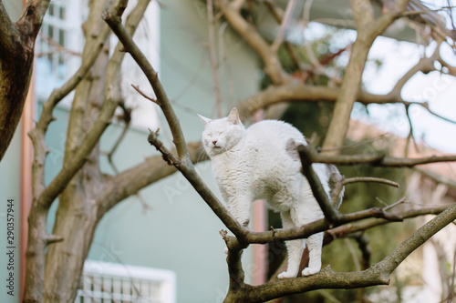 Cat arching the back while perching high on leafless tree photo