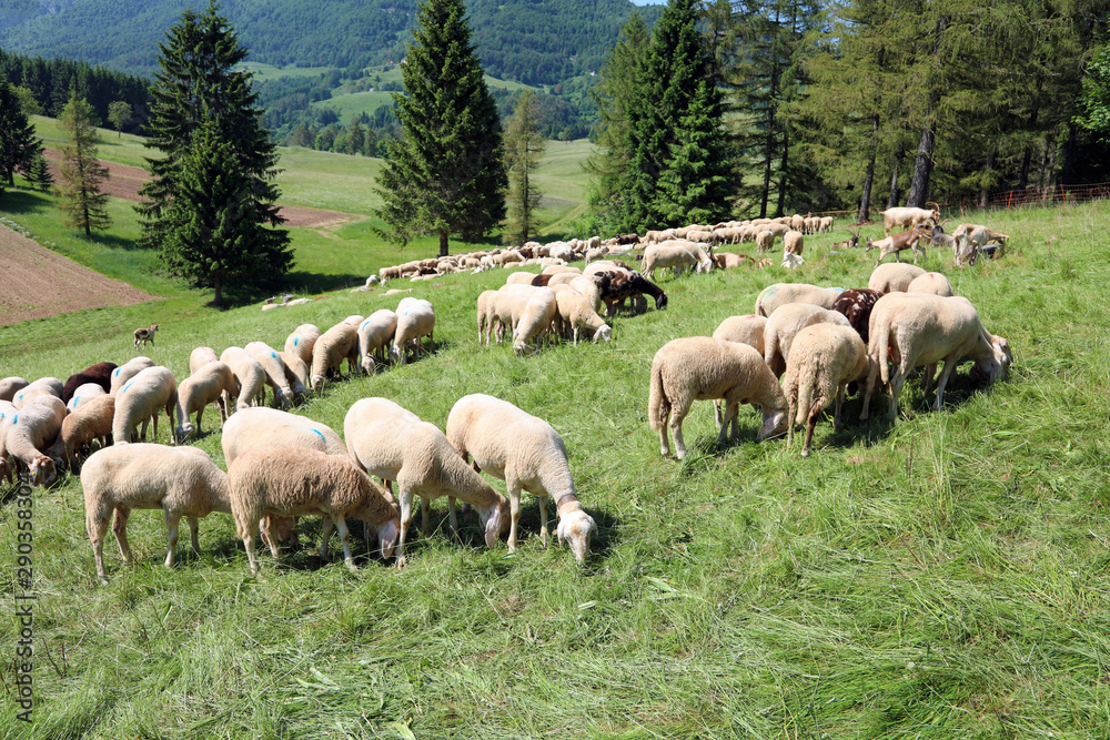 Fototapeta premium sheep grazes on the moutain meadow in summer