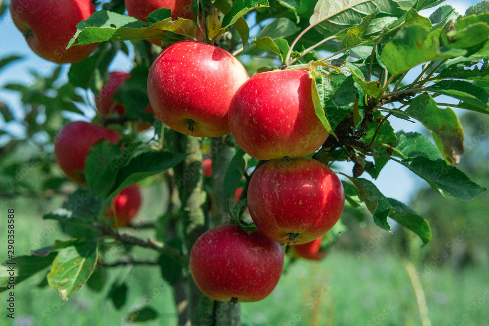 Delicious red apples hanging on a branch. Summertime in Österlen, Sweden. Delicious red apples hanging on a branch. Summertime in Österlen, Sweden.