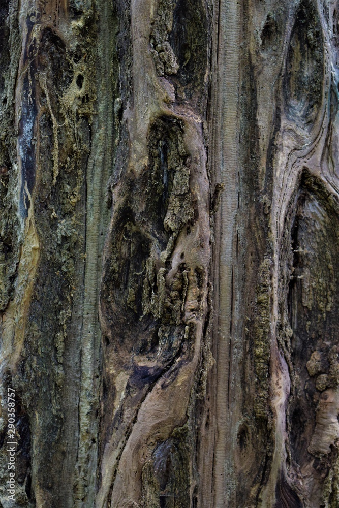 Textura de corteza de árbol viejo Textura de corteza de árbol viejo