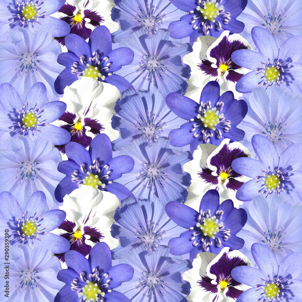 Beautiful floral background of liverwort, viola and chicory. Isolated